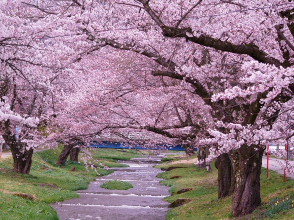 В Японии празднуют цветение сакуры